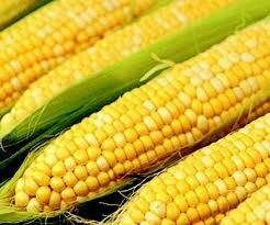 Как и сколько варить кукурузу в початках