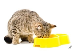 Натуральное питание для кошек 2