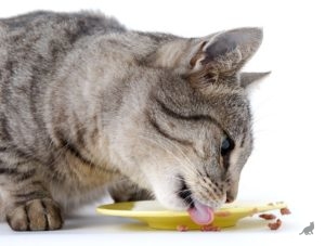 Натуральное питание для кошек 3