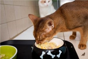 Натуральное питание для кошек 4