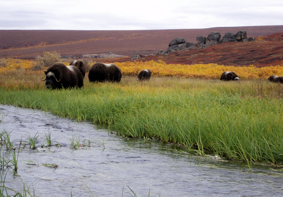 Muskoxen-and-Strokes-of-Autumns-Colors-At-Serpentine-Hot-Springs-Alaska