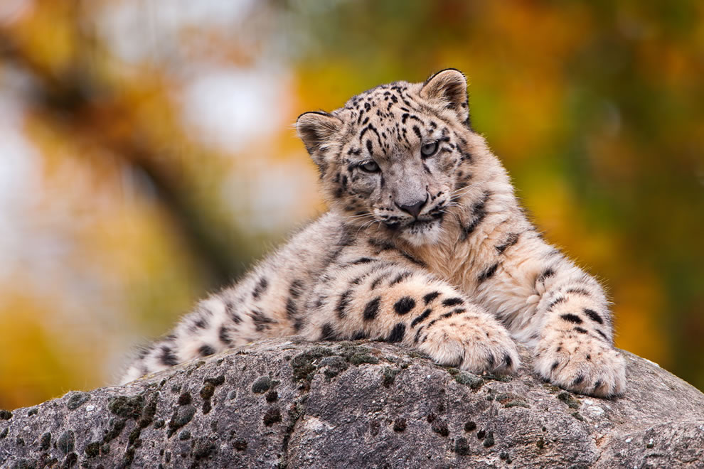 Snow-leopard-cub-posing-on-a-rock-with-blurred-autumn-background-at-Basel-Zoo-Switzerland