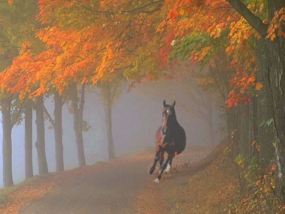 Spooked-horse-galloping-through-foggy-fall-forest