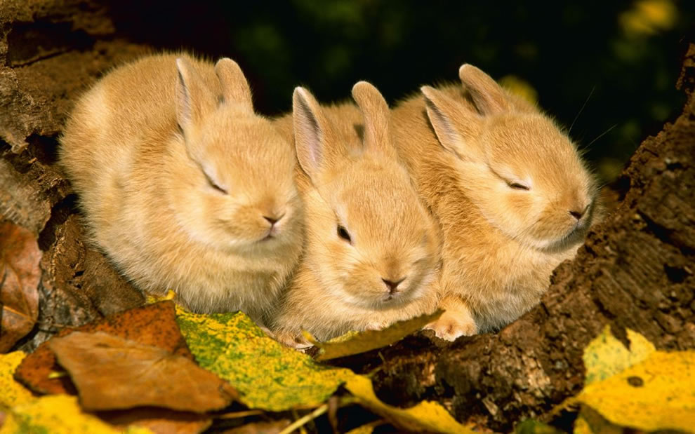 Three-bunnies-napping-in-the-autumn-foliage