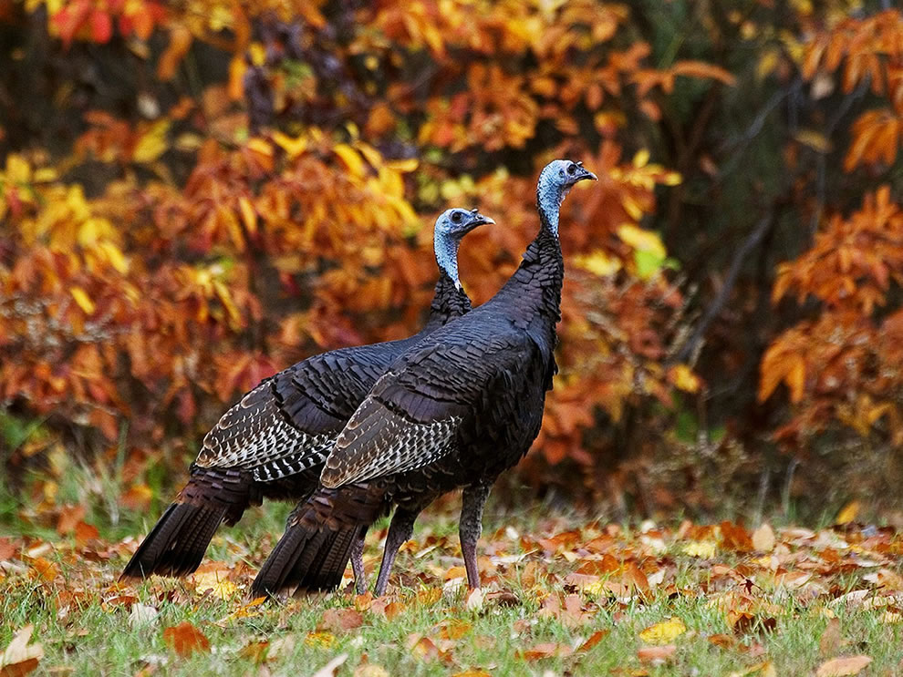 Wild-Turkeys-in-Autumn-probably-scouting-a-good-hiding-place-before-November-and-Thanksgiving