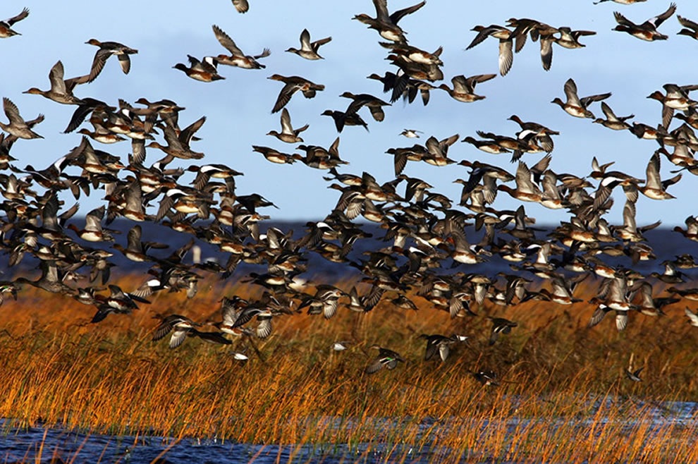 Autumn-Bird-Migration-on-Coasts-of-Pärnu-Estonia.-Waterfowl-flock-in-Luitemaa-coastal-wetland