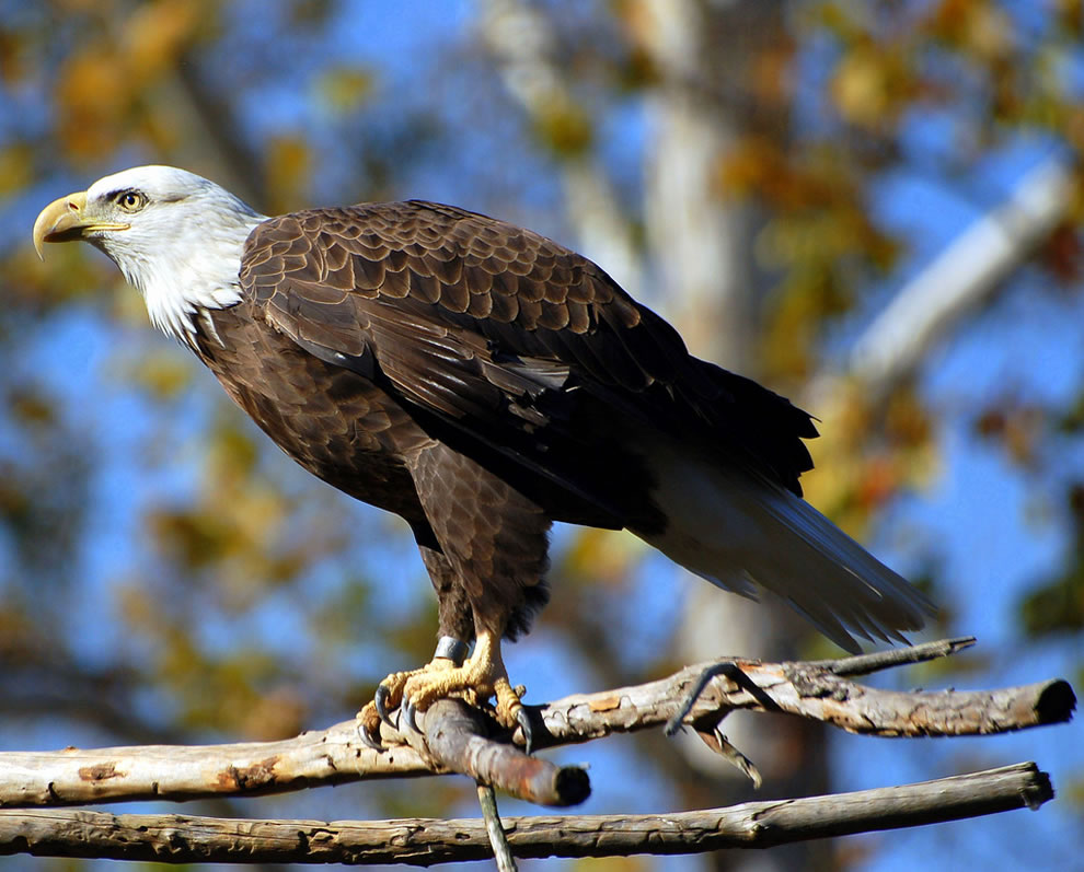 Autumn-bald-eagle