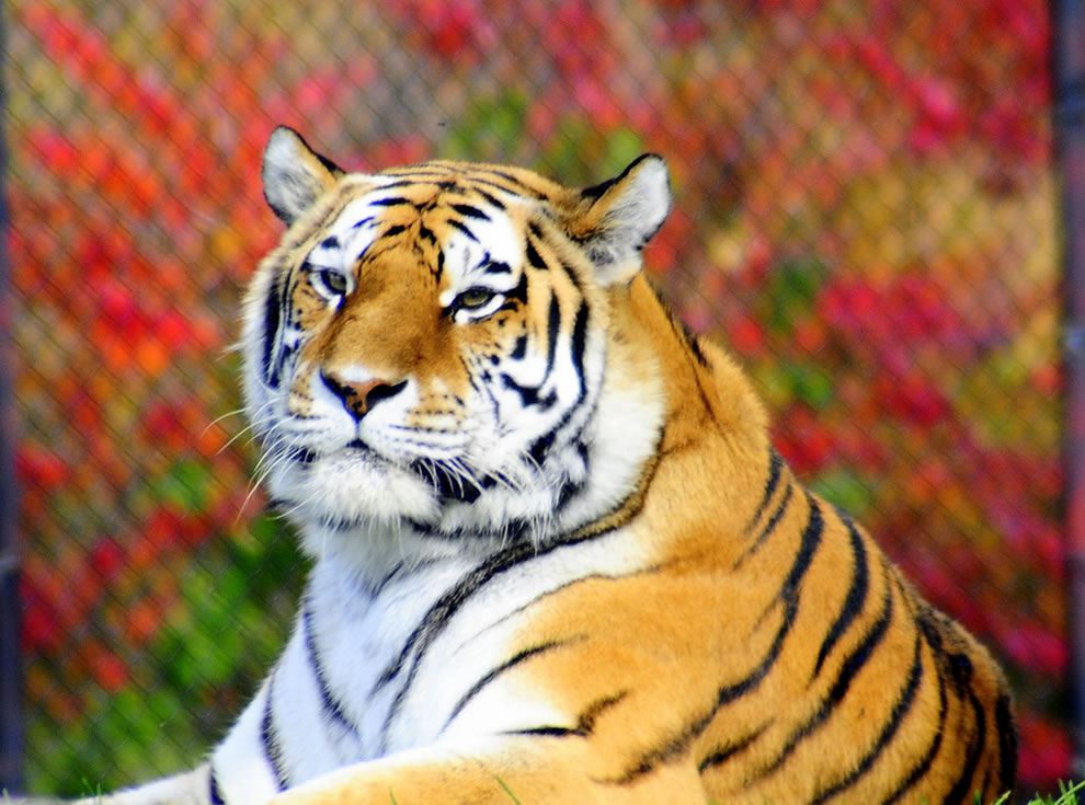 Autumn-in-Canada-tiger-at-the-Toronto-Zoo