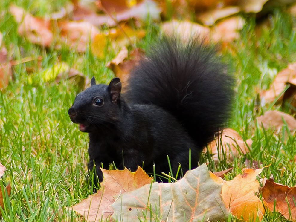 Black-Squirrel-in-Autumn-Leafs
