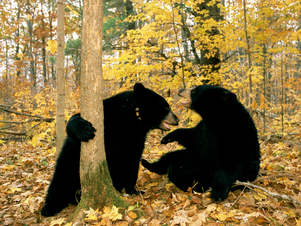 Black-bears-in-autumn-forest
