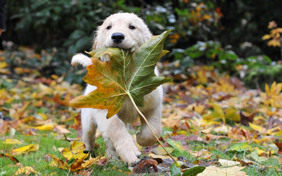 During-Autumn-Playful-pup-toting-a-huge-fallen-leaf