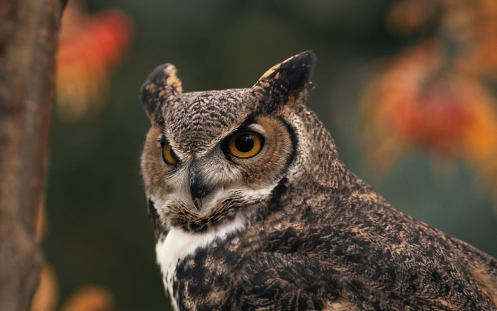 Great-Horned-Owl-with-blurred-autumn-foliage
