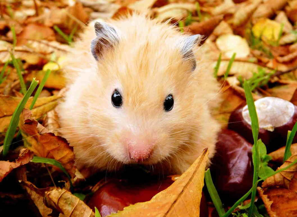 Hamster-playing-outside-in-the-autumn-leaves