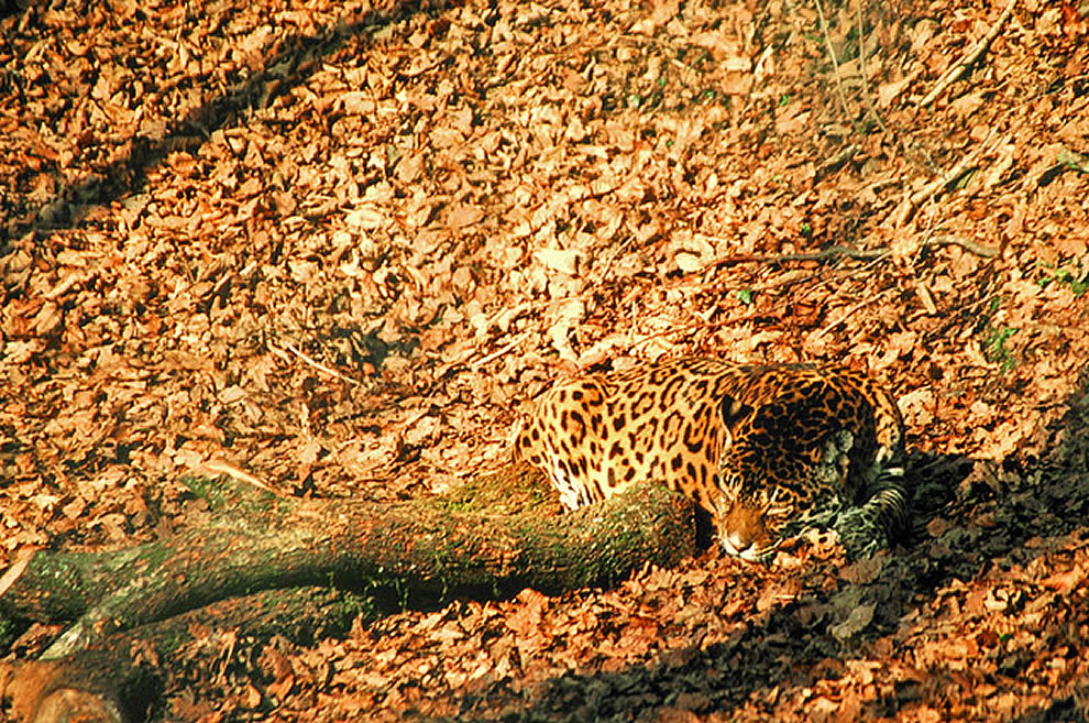 Jaguar-effectively-hidden-in-the-fall-landscape