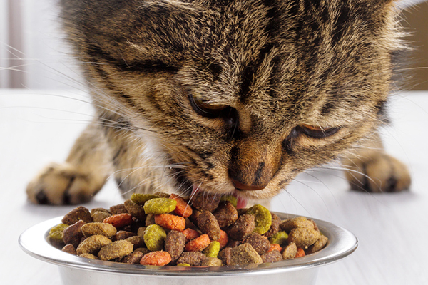 Полезная еда для кошки