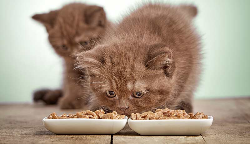 Как кормить котят?