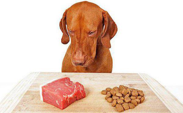 полноценное питание собак