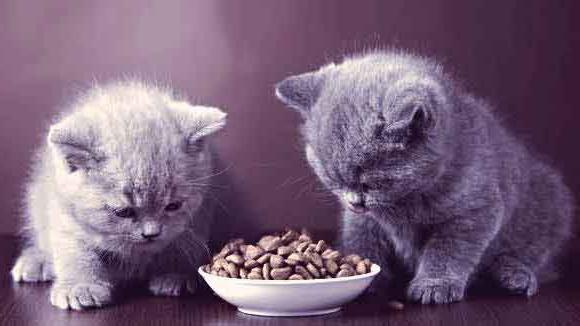 вислоухие котята уход и питание