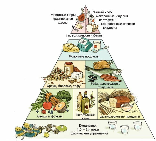 гарвардская пирамида питания