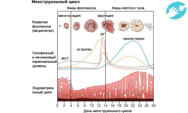 Может ли овуляция проходить без симптомов