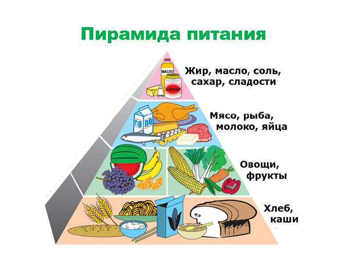 >Пирамида питания 