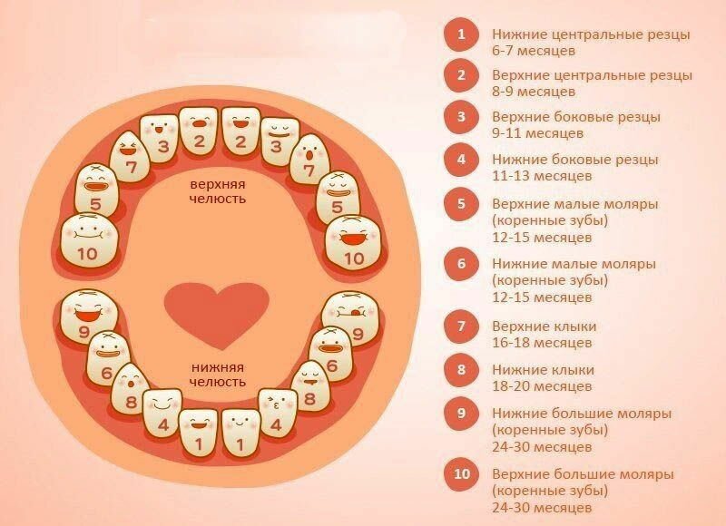 таблица прорезывания зубов