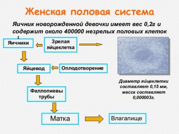 Размеры матки не беременной