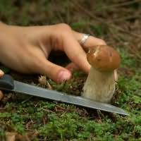 Собирать грибы в лесу
