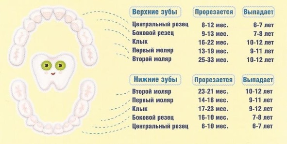 сроки прорезывания зубов