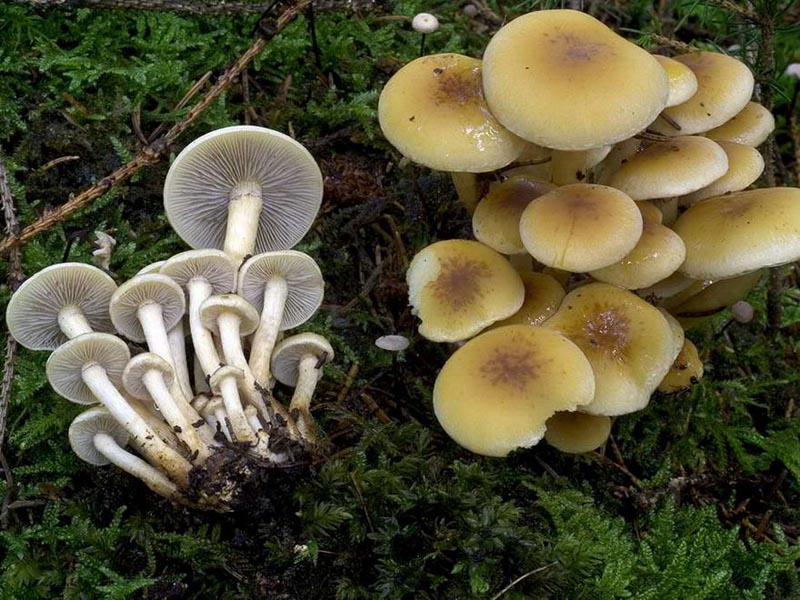 Съедобные и ядовитые шляпочные грибы