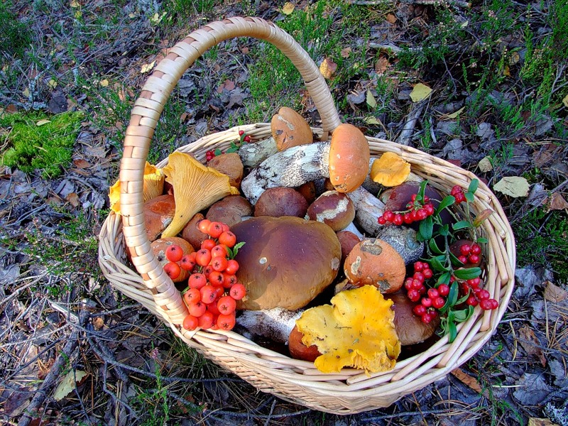 Осенние грибы в посадках