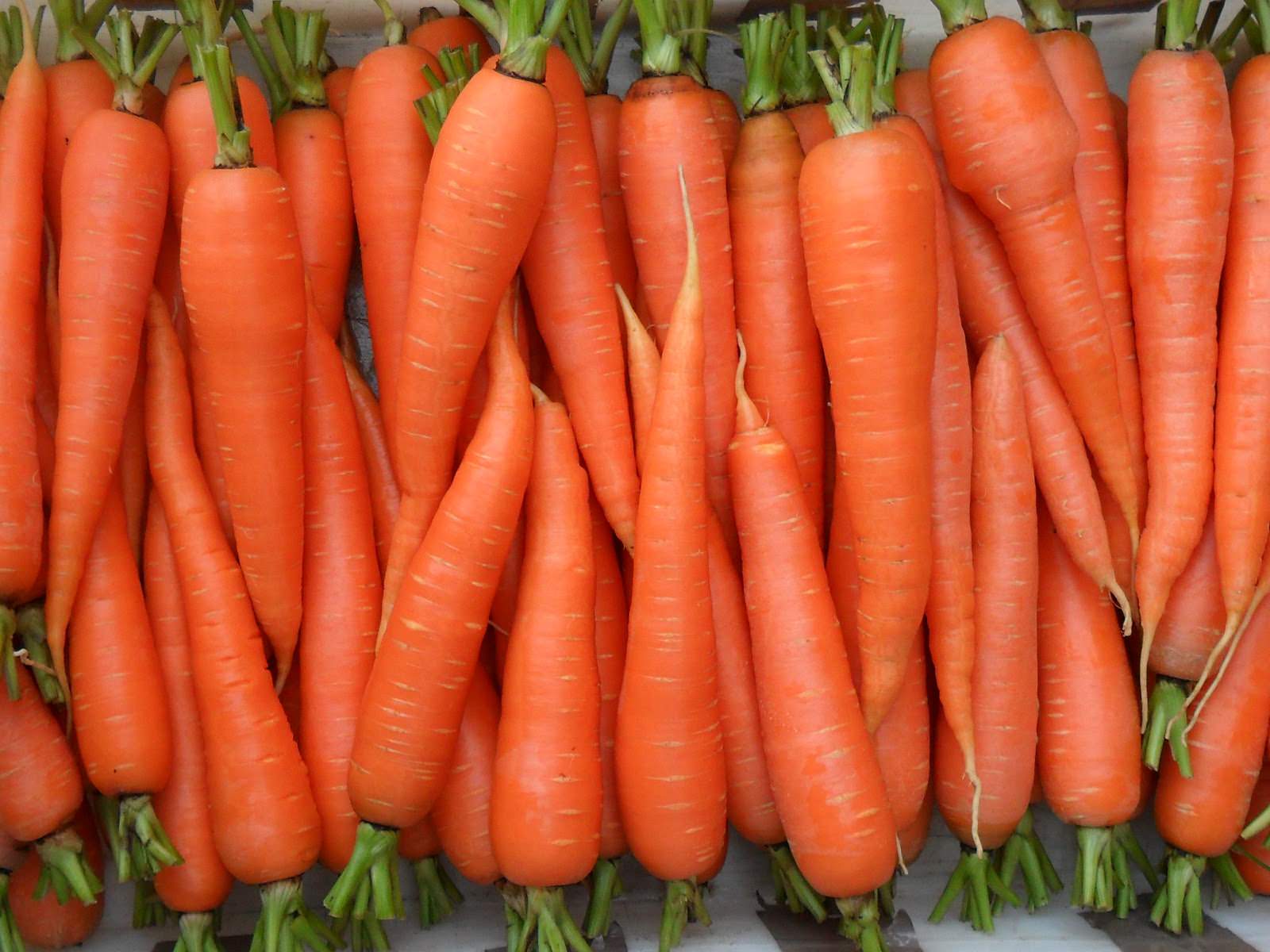 овощи морковь для правильного питания