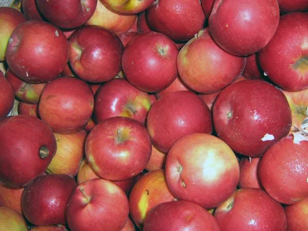яблоки для правильного питания