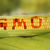 Генетически модифицирова­нная кукуруза на самом деле полезна для здоровья человека – ученые