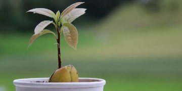 выращивание авокадо