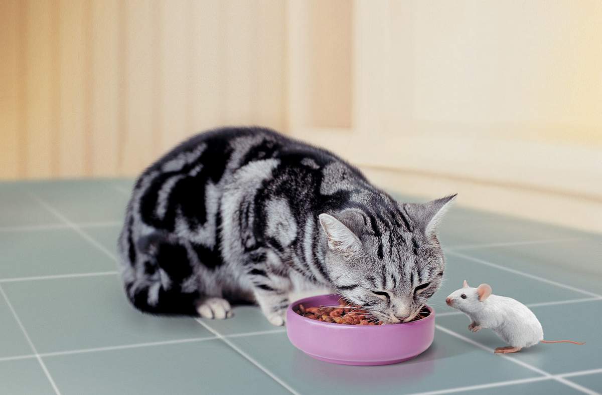 Правильное питание кошек.