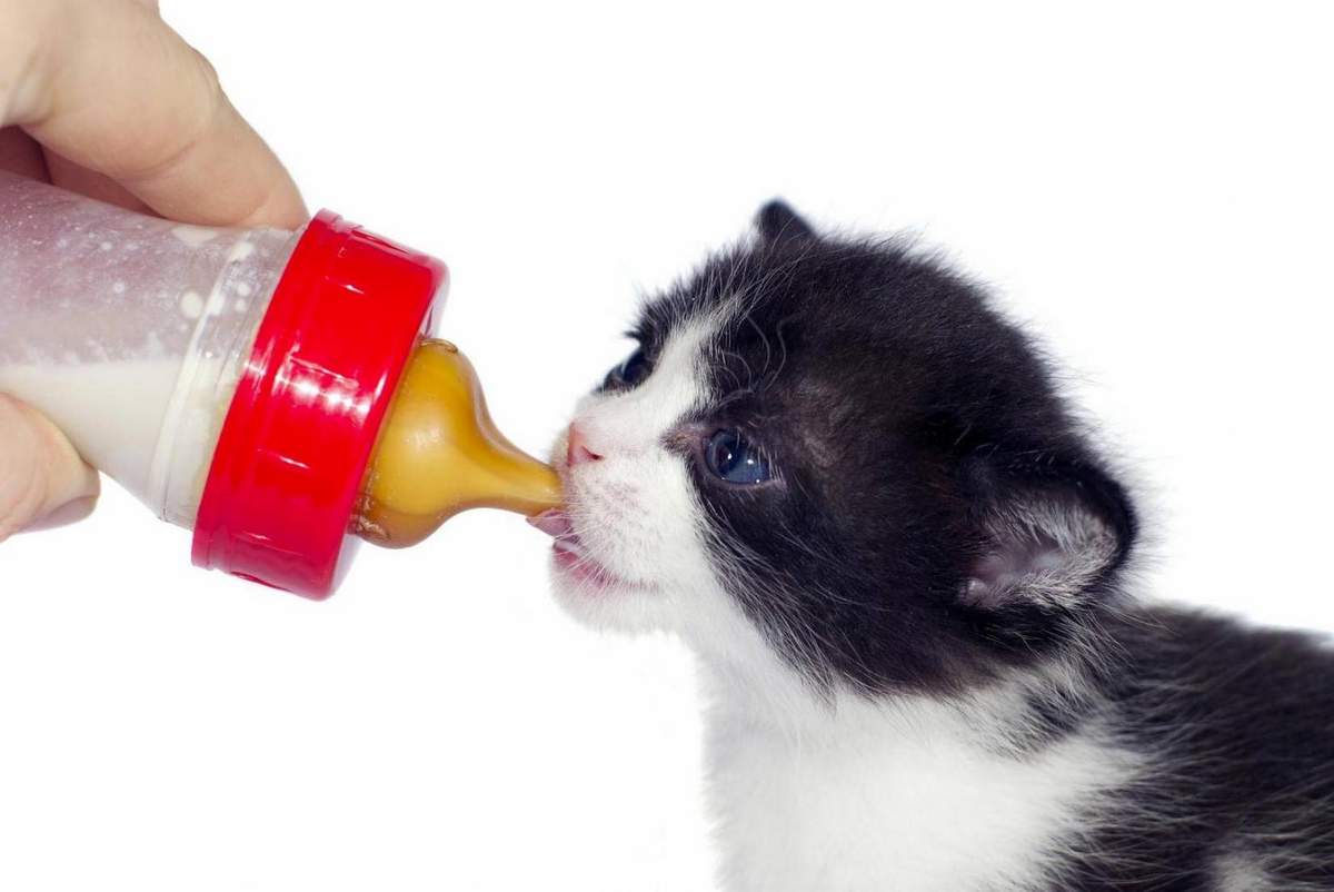 Рацион питания кошки: как правильно подобрать.