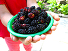 Спелых темных ягод шелковицы на тарелке | Фото