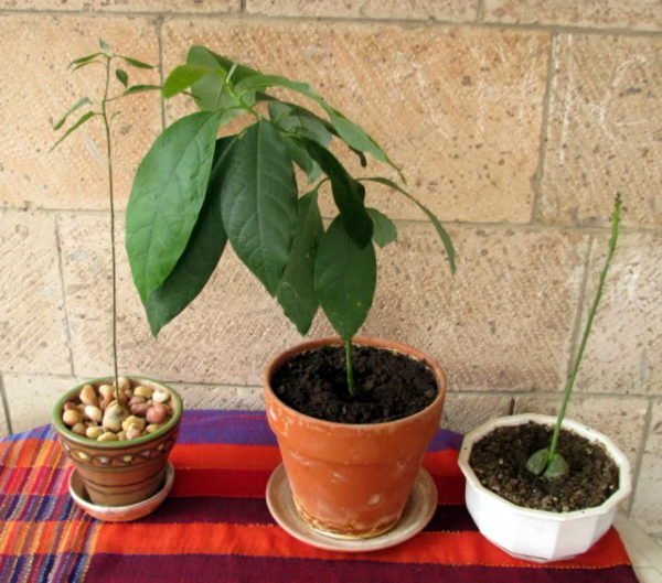Можно ли вырастить авокадо из косточки дома