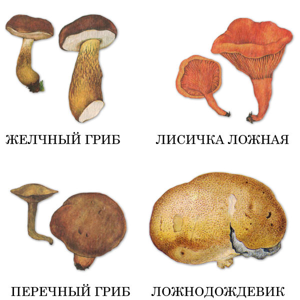 Съедобные грибы по временам года: для кого найдется место в корзинке весной, летом и осенью