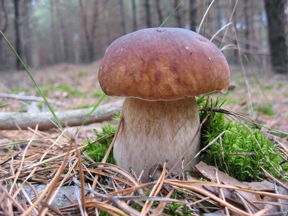 Съедобные грибы по временам года: для кого найдется место в корзинке весной, летом и осенью