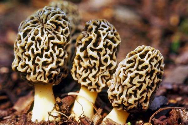 Ядовитые грибы: определяем вид и учимся отличать от съедобных