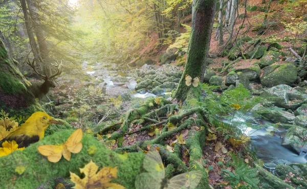 Осенний лес сцена на берегу реки — стоковое фото