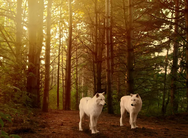 Волки в лесу — стоковое фото