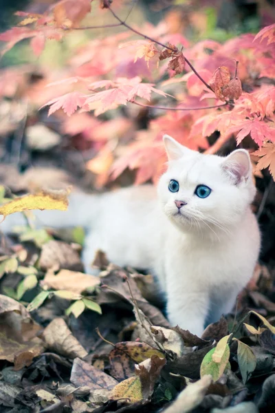 Осень & котенка — стоковое фото