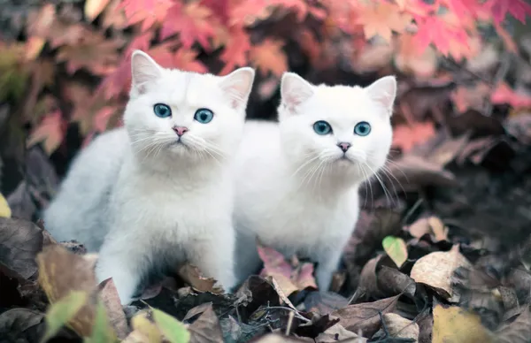 Осень & котята — стоковое фото