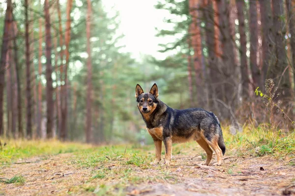 Собака Прогулка в осеннем лесу. Глядя на камеру — стоковое фото