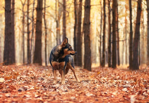 Собака в лесу — стоковое фото