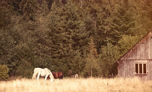 Старый дом и лошадей — стоковое фото