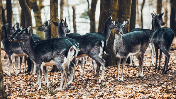 Семейство оленей в лесу — стоковое фото